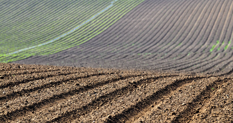 campo agrícola