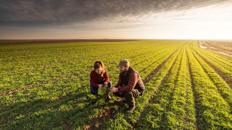 consultor agricola en un campo de cultivo
